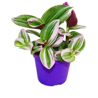 EXOTENHERZ Dreimasterblume Tradescantia Nanouk pflegeleichte hängende Zimmerpflanze 9cm Topf