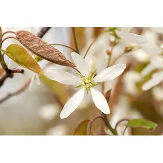 pflanzen-für-dich.de Amelanchier lamarckii Kupfer-Felsenbirne 80-100 cm