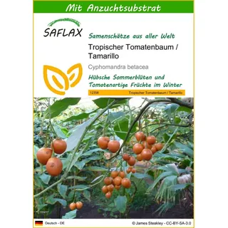 SAFLAX - Tropischer Tomatenbaum/Tamarillo - 50 Samen - Mit keimfreiem Anzuchtsubstrat - Cyphomandra betacea