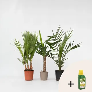 Plant in a Box - 3 Stk - Indoor Palmmix - - Höhe 50-70cm - Topf 14cm