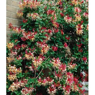 BALDUR Garten 1x Duft Geißblatt 'Henry', Lonicera immergrün, Pflanze im 2 Liter-Topf, immergrüne Kletterpflanze, klettert ca. 3-6 Meter hoch, pflegeleicht, winterhart, für Fassaden, Zäune & Kübel