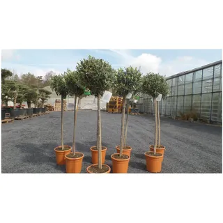 grünwaren Olivenbaum Olive 160–180 cm Hochstamm, beste Qualität, winterhart