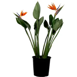 Plant in a Box - Paradiesvogelblume - Strelitzia reginae - Höhe 70-100cm Ø19cm