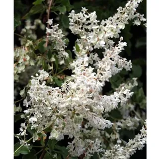 die nr-01.de Schlingknöterich 40-60cm - Polygonum aubertii