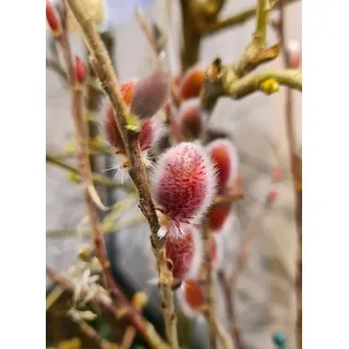 die nr-01.de Hochstamm Rote Japanische Kätzchenweide Mount Aso 60-80cm - Salix gracilistyla