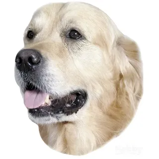 Nobby Aufkleber Golden Retriever