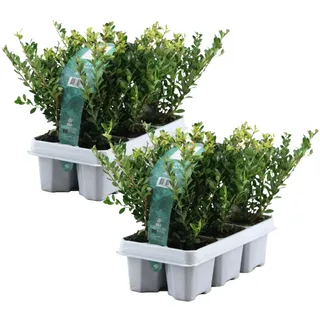 Plant in a Box - Japanische Stechpalme - 12 Stk - Ilex crenata 'Jenny' - Höhe 10-20cm - Topf 9cm