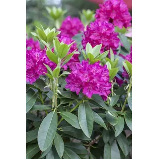 Pflanzen Für Dich Rhododendron Hybr. 'Renata', Rhododendron, rot, 30–40 cm