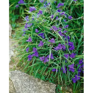Pflanzen Für Dich Tradescantia x andersoniana Bärbel ca. 9x9 cm Topf