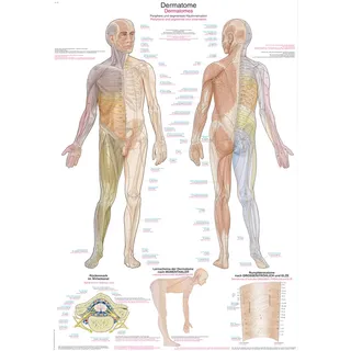Lehrtafel Dermatome  50x70cm