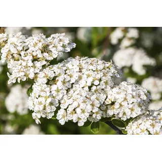 Japanische Spiere Spiraea nipponica Snowmound 60-100 cm winterhart