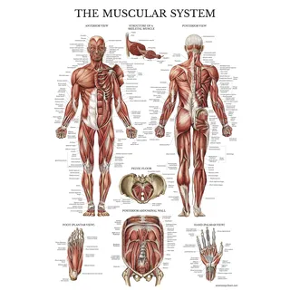 Palace Learning Anatomisches Poster Muscular System – laminiert – Muskel-Anatomie-Diagramm – doppelseitig (45,7 x 68,9 cm)