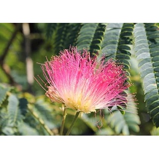 Albizia julibrissin Summer Chocolate - Seidenbaum Summer Chocolate - 90 cm Hochstamm veredelt