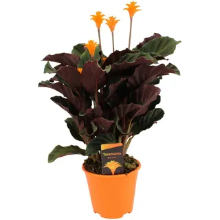 Plant in a Box Calathea crocata Tassmania - Feuerranke Höhe 40-50cm