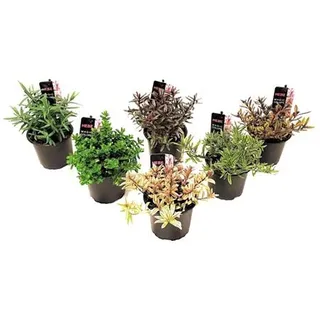 PFLANZENFREUND Strauchveronika winterhart Topfgröße Ø 10,5cm 6 Sorten, 6 Pflanzen