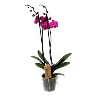PFLANZENFREUND Schmetterlings- Orchidee, lila 2 Blütenzweigen ca. 50-60cm