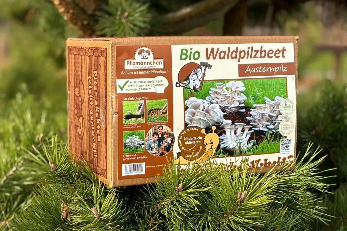 Austernpilz-Bio-Waldpilzbeet