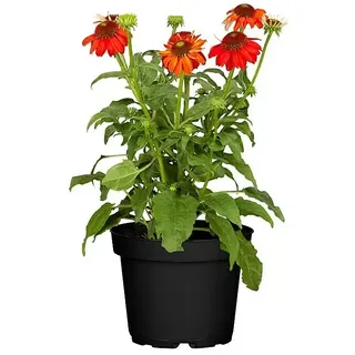 Piardino Sonnenhut  (Echinacea purpurea, Topfgröße: 13 cm)