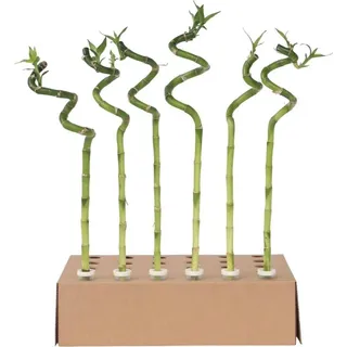Plant in a Box - 6 Stk - Dracaena sanderiana - Höhe 40-50cm