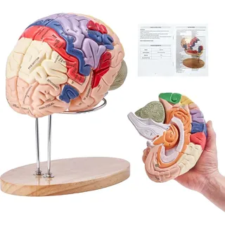 Vevor Menschliches Gehirn Modell Anatomie 2X Lebensgroßes 4-teiliges Anatomisches Modell mit Etiketten & Display Basis