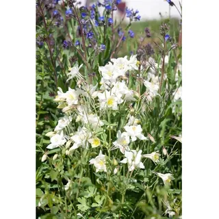 Pflanzen Für Dich Aquilegia vulgaris 'Winky Weiß-Weiß' Akelei, ca. 9x9 cm Topf