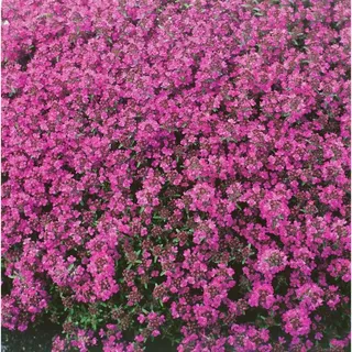 Pflanzen Für Dich Thymus praecox 'Red Carpet' Teppich-Thymian, rotblühend, ca. 9x9 cm Topf
