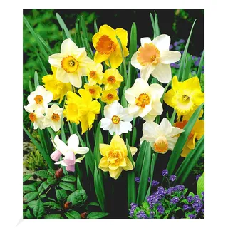 BALDUR Garten 100 Tage-Narzissen-Mix,45 Zwiebeln Narcissus, Osterglocken, Blumenzwiebeln, mehrjährig, pflegeleicht, blühend, Dauerblüher, Schnittblume