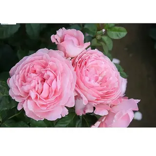 Strauchrose  (Rosa 'Kölner Flora' -R-, Topfvolumen: 5,5 l, Rosa)