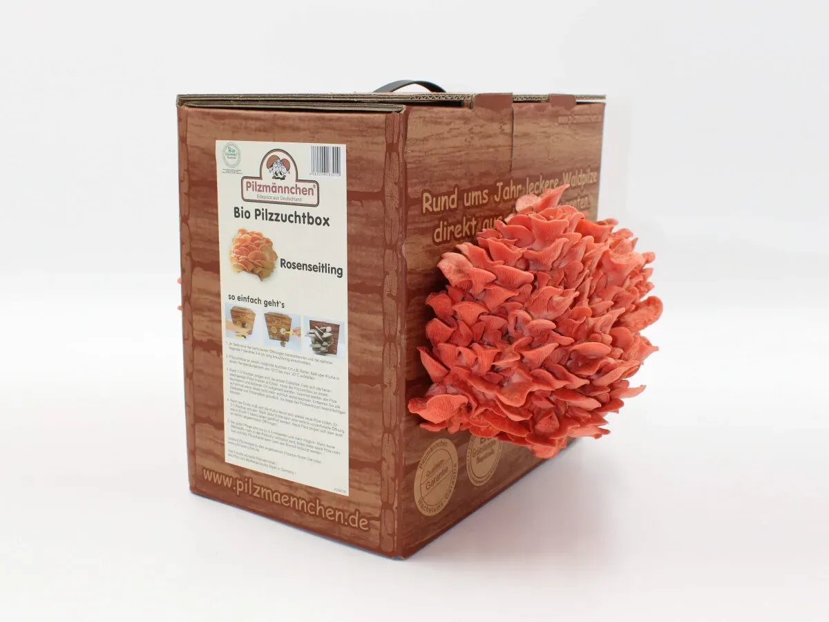 Rosenseitling Pilzzuchtbox Bio