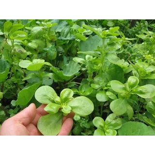 Golden Portulak - Salate Portulak Gemüse 100+ Samen KNACKFRISCH und FEIN! L 070