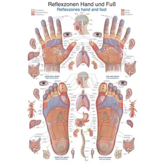 Lehrtafel - Reflexzonen Hand und Fuß, 70 x 100 cm - Weiß