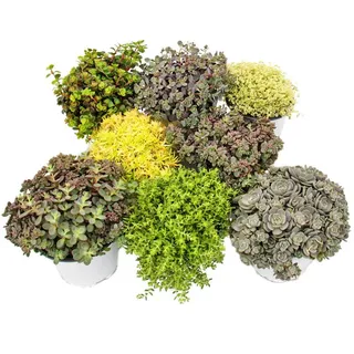 Exotenherz Beetpflanze 8 Winterharte Sedum-Pflanzen Fetthenne abwechslungsreiches Farbspiel