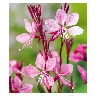 BALDUR Garten Prachtkerze - Gaura 'Pink',2 Pflanzen, winterharte Trendstaude, Blüten in Schmetterlingsoptik, absolut pflegeleicht, ideal für Beet & Kübel, bienenfreundlich, mehrjährig