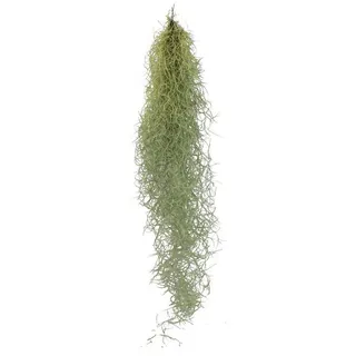 EXOTENHERZ Feenhaar Louisiana-Moos Tillandsia usneoides hängende Tillandsie ca. 30-40cm lang pflegeleicht