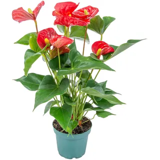 Bloomique - Anthurium Andreanum - Rot - Flamingoblume - Blühende Zimmerpflanzen - Pflegeleicht - Höhe 30-40 cm - Topf 12 cm