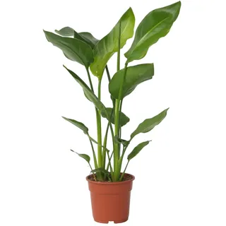 Plant in a Box - Paradiesvogelblume - Strelitzie - Strelitzia nicolai - Höhe 55-70cm