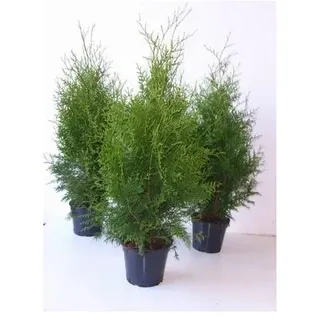 pflanzen-für-dich.de Thuja occidentalis 'Brabant' Lebensbaum, grün, 80–100 cm