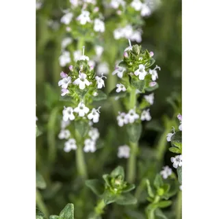 Pflanzen Für Dich Thymus serpyllum var.albus, Sandthymian, weiß, ca. 9x9 cm Topf