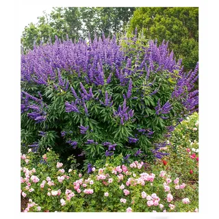 BALDUR Garten 1x Mönchspfeffer 'Queen Bee®', Pflanze im 9x9 cm-Topf, extrem lange Blütezeit & Bestäubermagnet, erinnert an Sommerflieder, winterhart, trockenheitsverträglich, mehrjährig, pflegeleicht