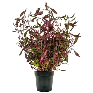 Aquaone Wasserpflanze Mutterpflanze Aquarium Pflanze Alternanthera rosaefolia Nr.323L XL