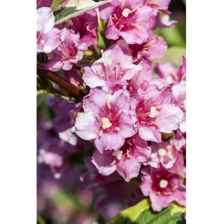 Pflanzen Für Dich Weigela florida 'Nana Variegata', Weigelie, buntlaubig, 40–60 cm