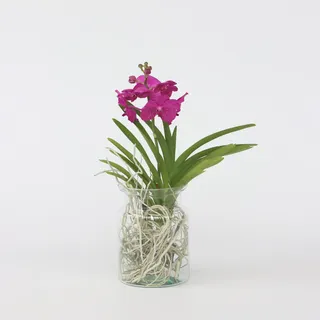 Plant in a Box - Vanda-Orchidee - Vanda 'Cerise' - Höhe 40-50cm - Topf 14cm