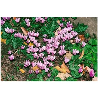 Pflanzen Für Dich Cyclamen hederifolium 'Rosenteppich', Alpenveilchen, rosa, ca. 9x9 cm Topf