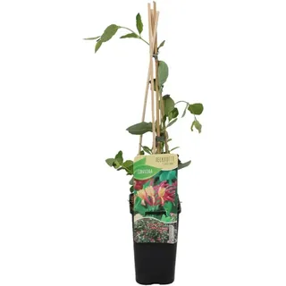 Bloomique - Lonicera Heckrottii Goldflame - Geißblatt - Rot, Gelb - Kletterpflanzen - Gartenpflanzen - Winterhart - Topf 15 cm - 70-80 cm hoch