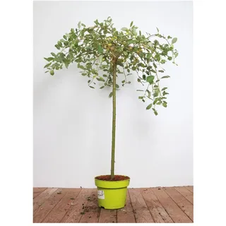 Salix caprea 'Pendula', Kätzchenweide, hängend, 40 cm Stammhöhe