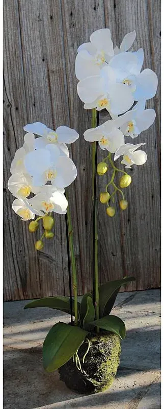 Künstliche Orchidee Phalaenopsis in 'Erde', 2-fach, 75 cm, Real Touch, weiß