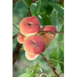 Pflanzen Für Dich Prunus persica 'Tito', Pfirsichbaum, 150–200 cm, saftig-süß