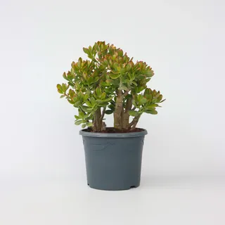 Plant in a Box - Jadepflanze - Crassula ovata 'Sunset' - Höhe 55-60cm - Topf 30cm