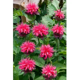 Pflanzen Für Dich Monarda fistulosa Pink Lace' R Wilde Bergamotte Ca. 11x11 cm Topf