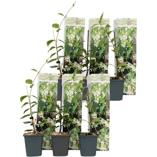 Plant in a Box - Jasmin - 6 Stk - Trachelospermum jasminoides - Höhe 25-40cm - Topf 9cm